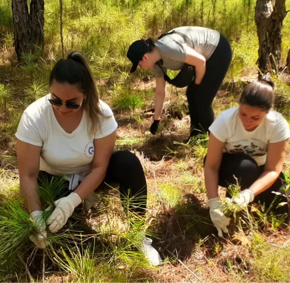 Três mulheres usando luvas e roupas casuais participam de uma ação ambiental ao ar livre, plantando mudas de árvores em uma área florestal sob a luz do sol